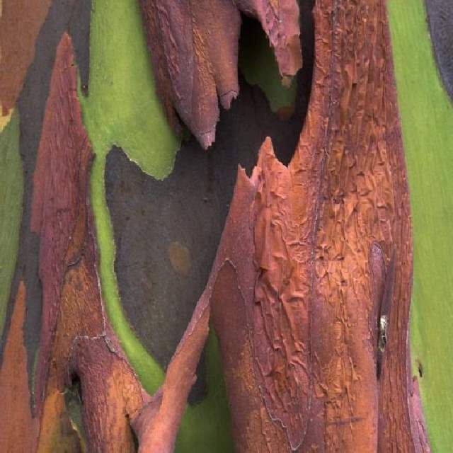 Shangrala's Rainbow Eucalyptus Tree