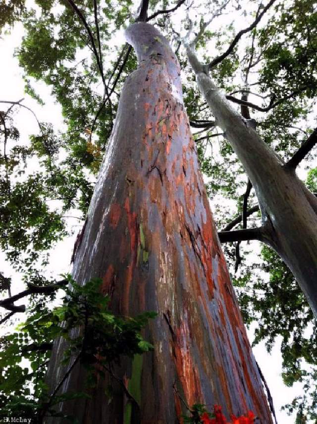 Shangrala's Rainbow Eucalyptus Tree