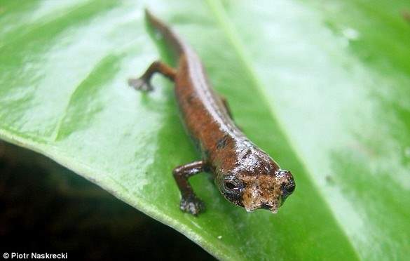 Shangrala's Scientists Unveil New Species