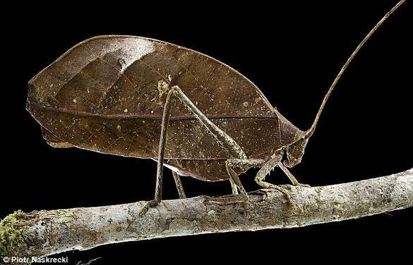 Shangrala's Scientists Unveil New Species