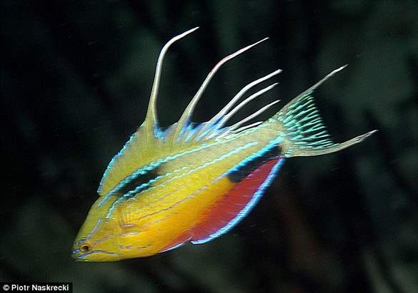 Shangrala's Scientists Unveil New Species