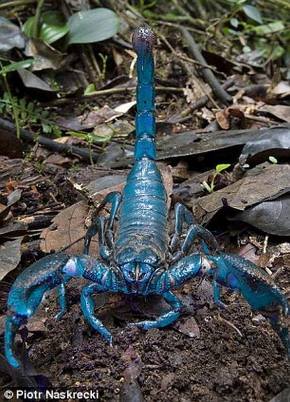 Shangrala's Scientists Unveil New Species