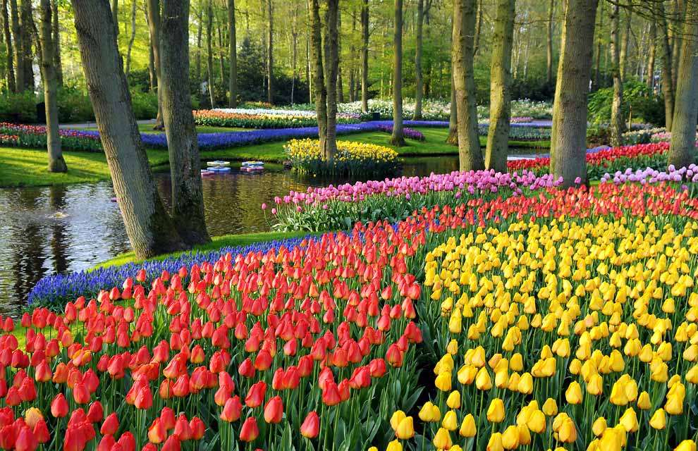 Shangrala's Spring In The Netherlands