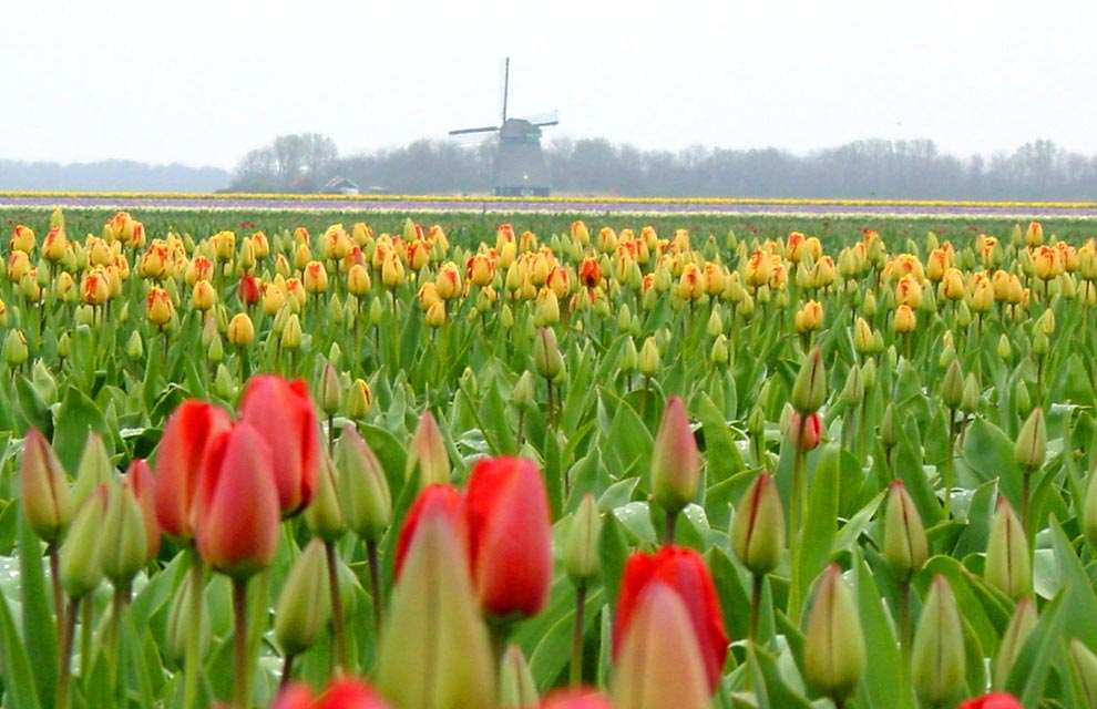 Shangrala's Spring In The Netherlands