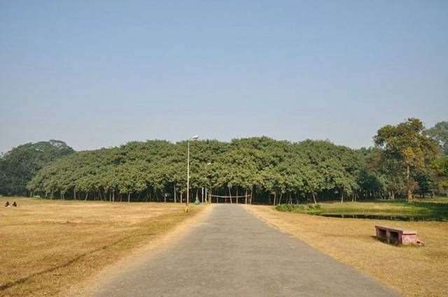 Shangrala's Great Banyan Tree