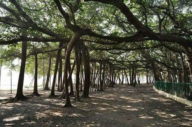 Shangrala's Great Banyan Tree