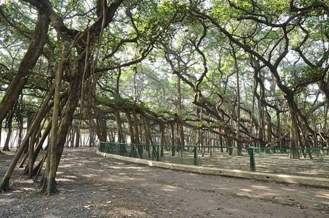 Shangrala's Great Banyan Tree