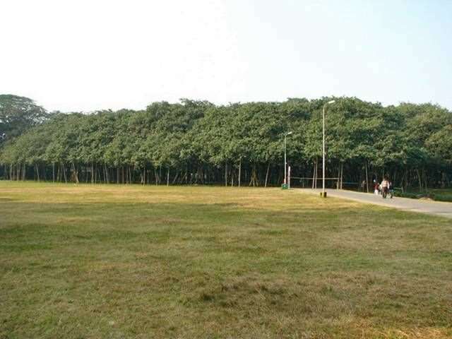 Shangrala's Great Banyan Tree