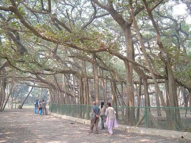 Shangrala's Great Banyan Tree