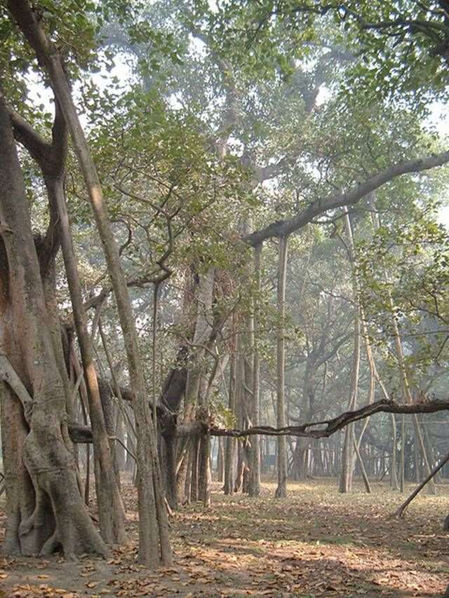 Shangrala's Great Banyan Tree