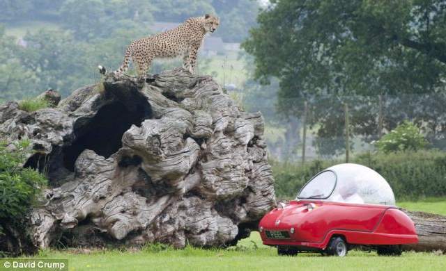 Shangrala's Longleat's Meals On Wheels