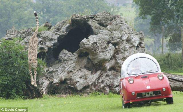 Shangrala's Longleat's Meals On Wheels