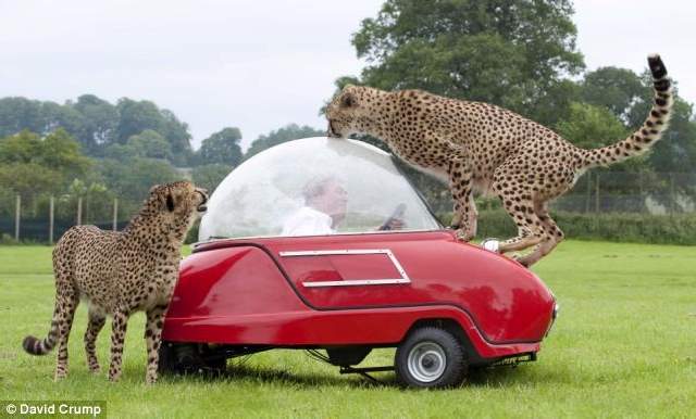 Shangrala's Longleat's Meals On Wheels