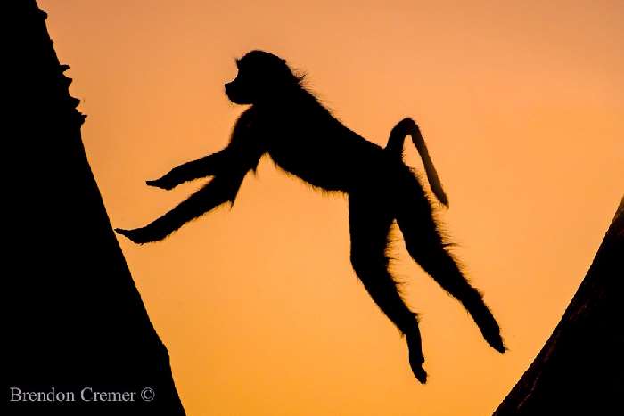 Shangrala's In The Wild With Brendon Cremer