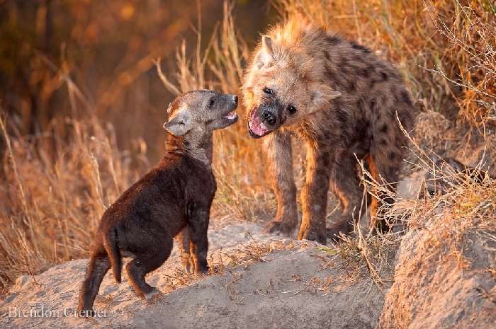 Shangrala's In The Wild With Brendon Cremer