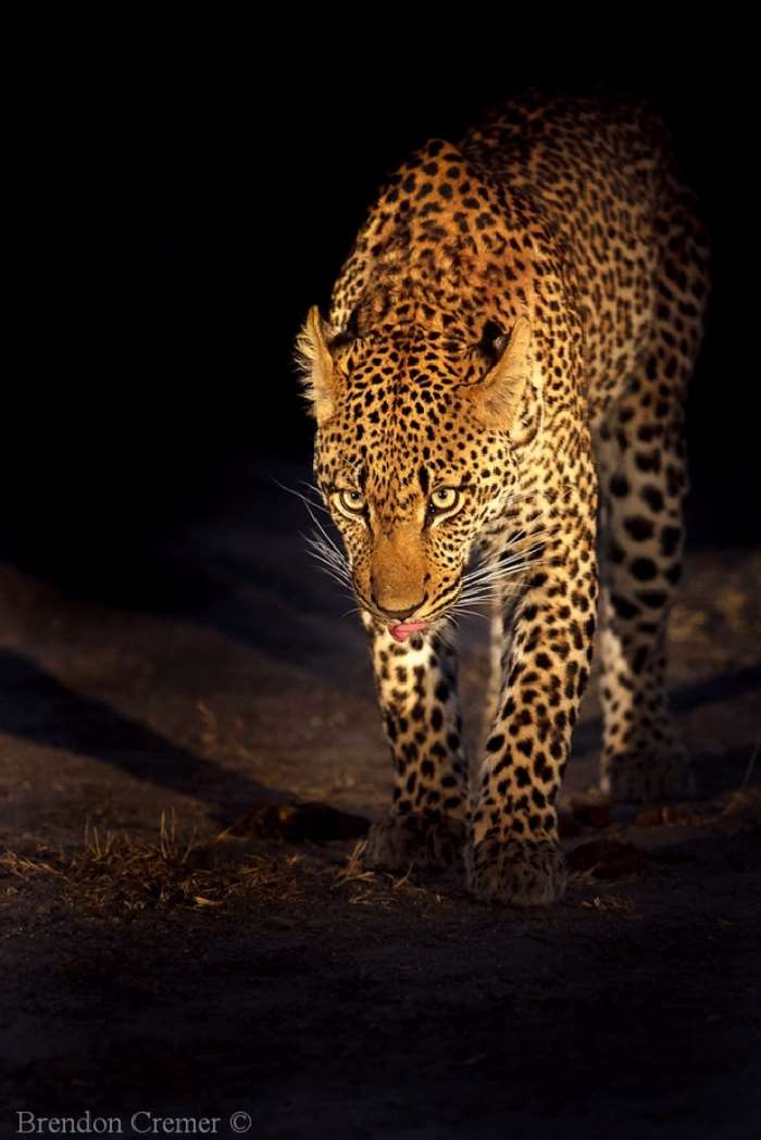 Shangrala's In The Wild With Brendon Cremer