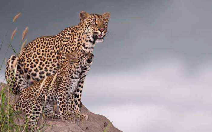 Shangrala's In The Wild With Brendon Cremer