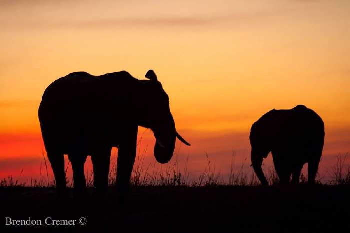 Shangrala's In The Wild With Brendon Cremer