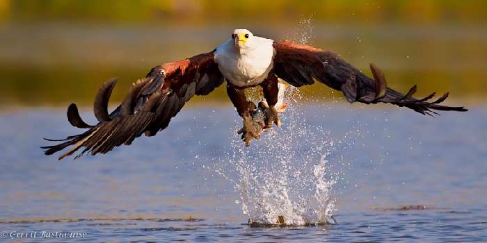 Shangrala's In The Wild With Brendon Cremer