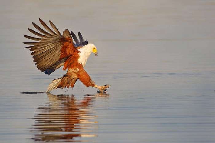 Shangrala's In The Wild With Brendon Cremer