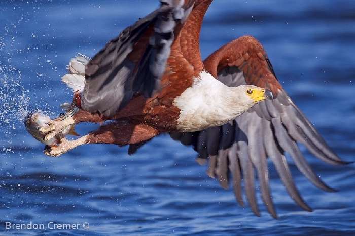 Shangrala's In The Wild With Brendon Cremer