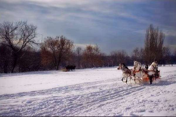 Shangrala's Winter Wildlife 2