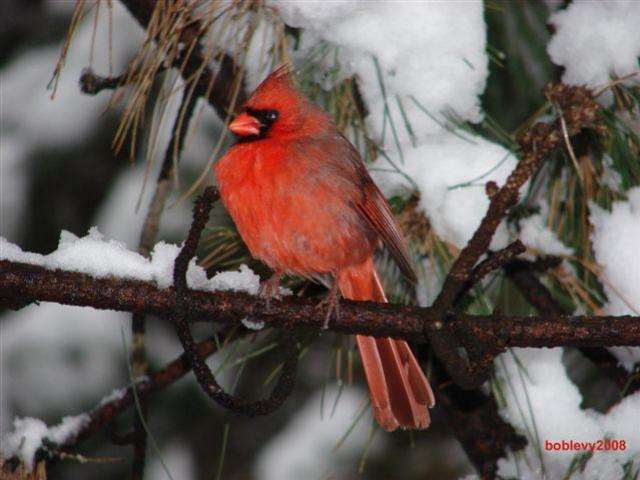 Shangrala's Winter Wildlife 2