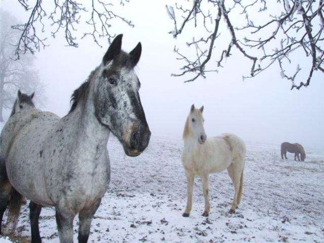 Shangrala's Winter Wildlife 2