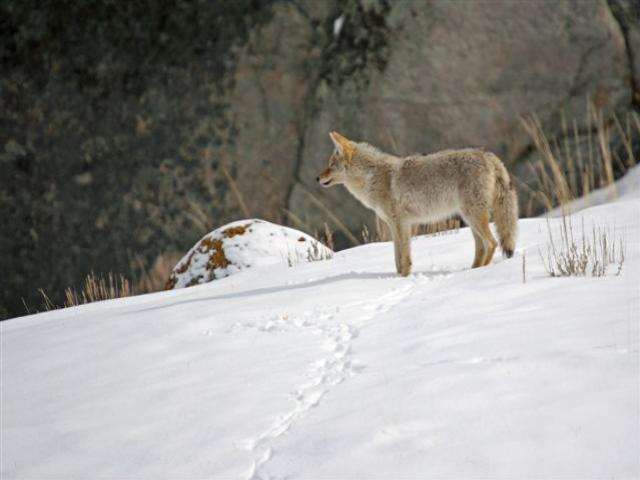 Shangrala's Winter Wildlife 2