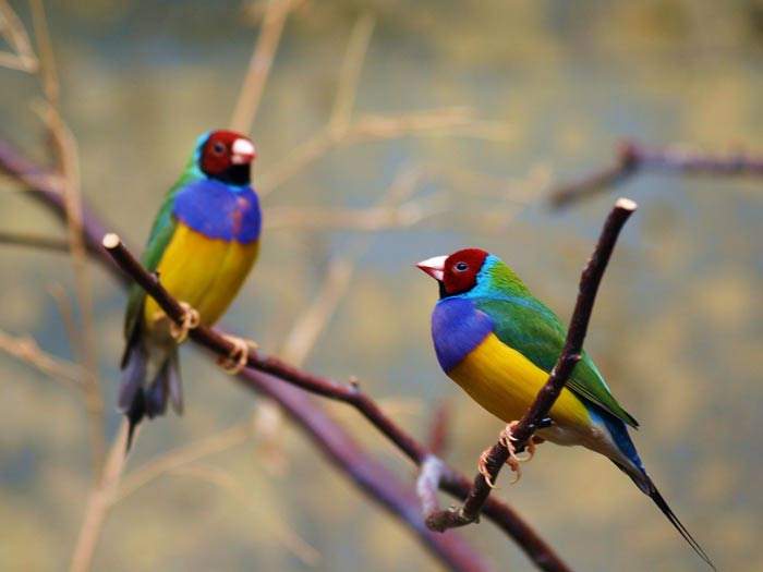 Shangrala's Colorful Birds 3