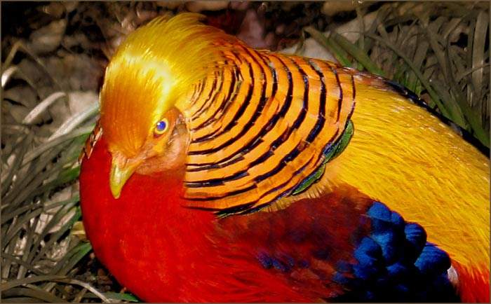 Shangrala's Colorful Birds 3