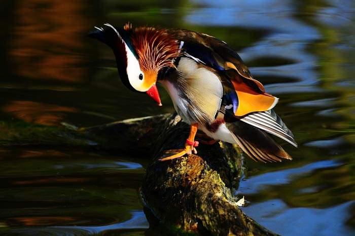 Shangrala's Colorful Birds 3