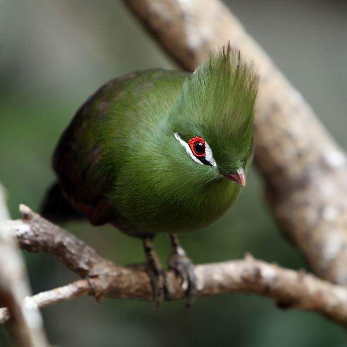 Shangrala's Colorful Birds 3