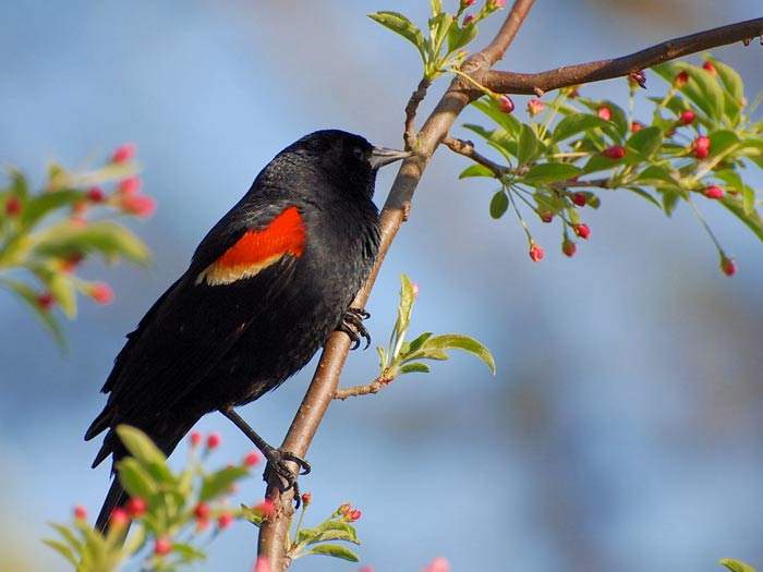 Shangrala's Colorful Birds 3