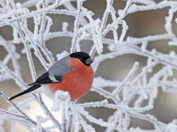 Shangrala's Colorful Birds 3