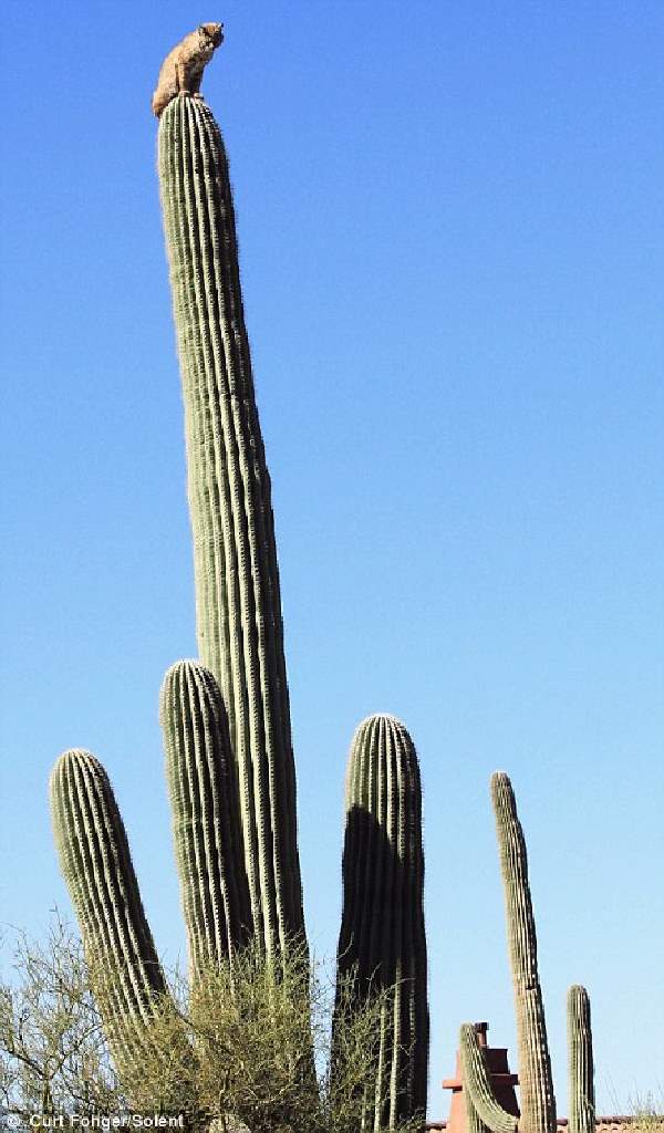 Shangrala's Bobcat On A Cactus