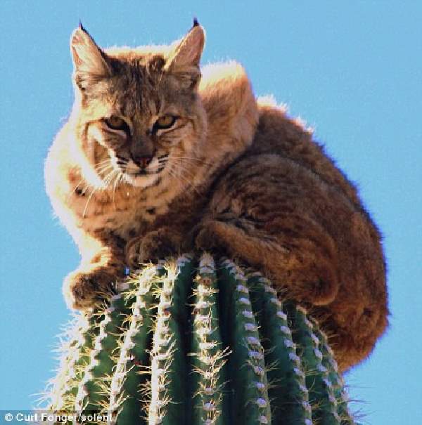 Shangrala's Bobcat On A Cactus