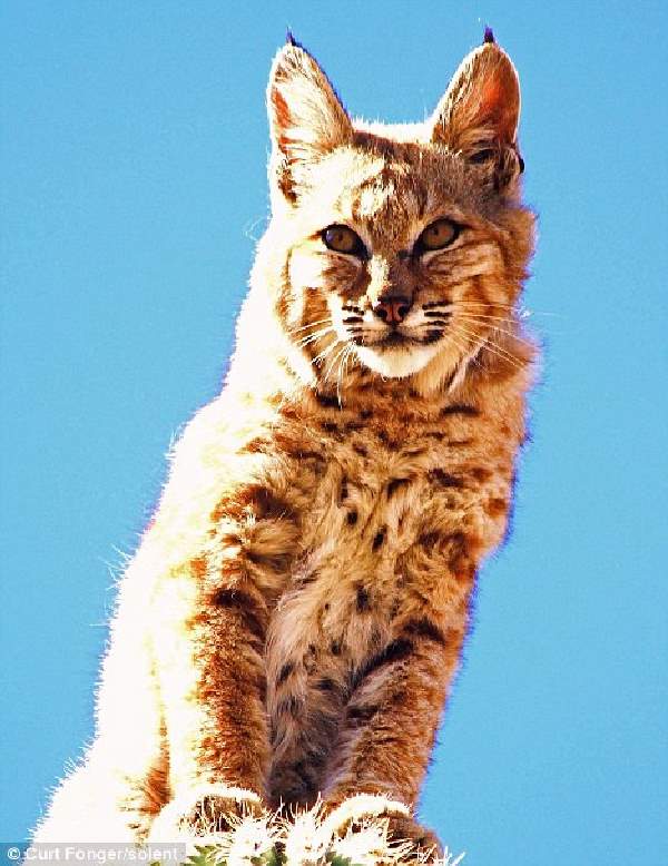 Shangrala's Bobcat On A Cactus