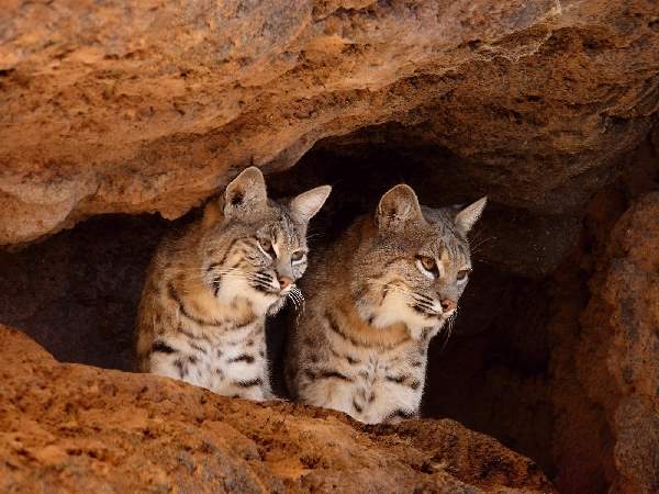 Shangrala's Bobcat On A Cactus