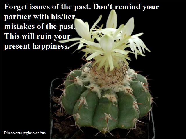 Shangrala's Beautiful Cactus Blooms