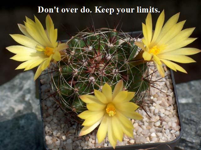 Shangrala's Beautiful Cactus Blooms