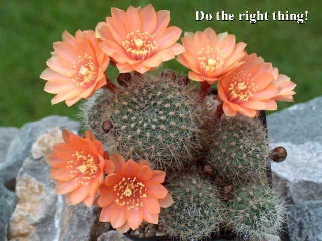 Shangrala's Beautiful Cactus Blooms