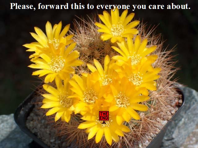 Shangrala's Beautiful Cactus Blooms