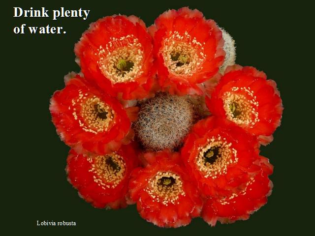 Shangrala's Beautiful Cactus Blooms