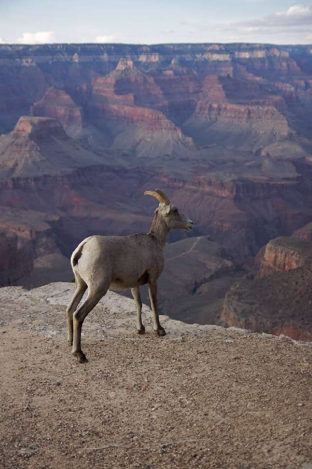 Shangrala's Beautiful Grand Canyon