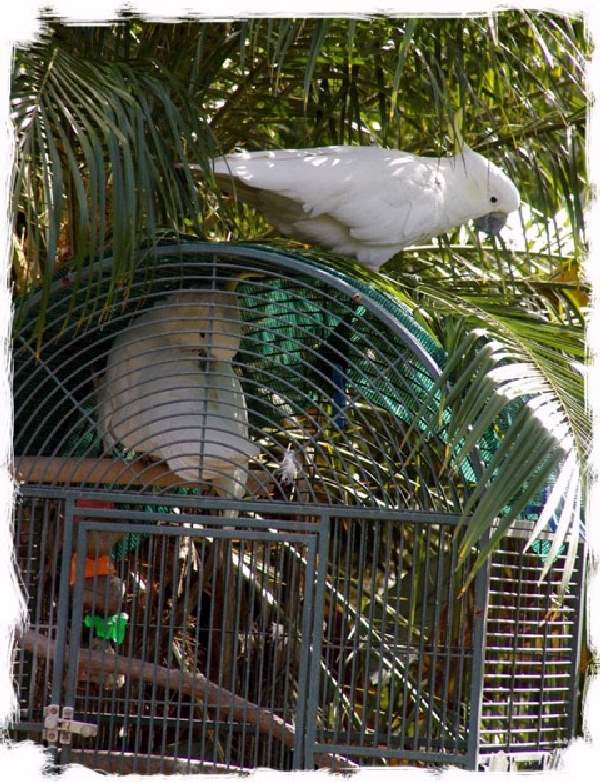 Shangrala's Australian Cockatoo Story