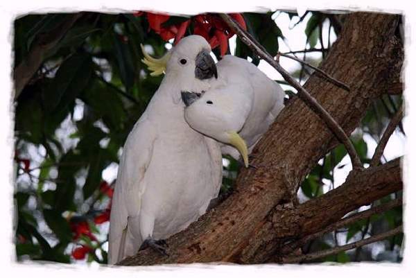 Shangrala's Australian Cockatoo Story