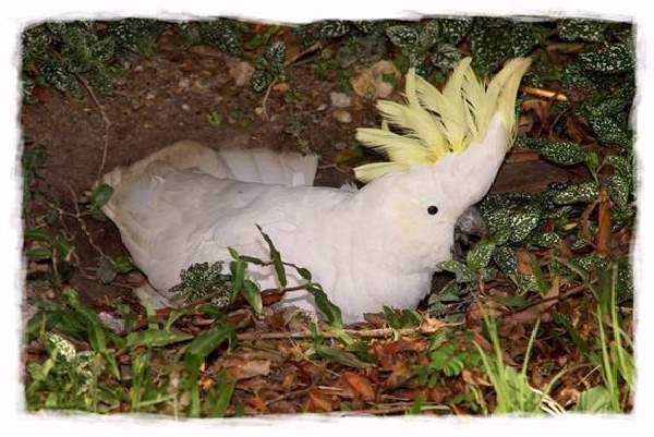 Shangrala's Australian Cockatoo Story