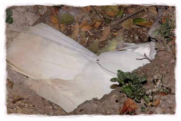 Shangrala's Australian Cockatoo Story