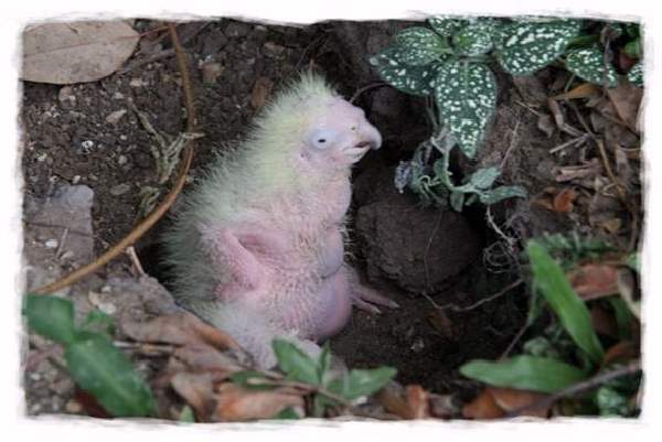 Shangrala's Australian Cockatoo Story